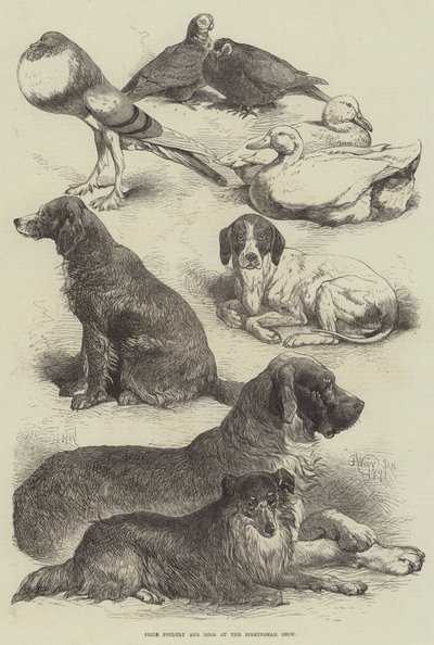 Preisgeflügel und Hunde auf der Birmingham Show von Harrison William Weir